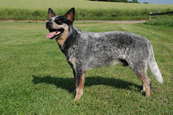 Angus_Uebersicht_B3_250